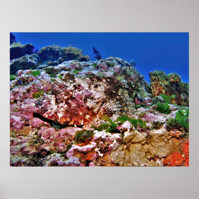 Poster Scorpionfish da Nova Zelândia (Frente)