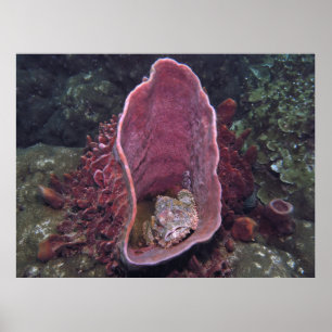 Poster Scorpionfish em uma Esponja