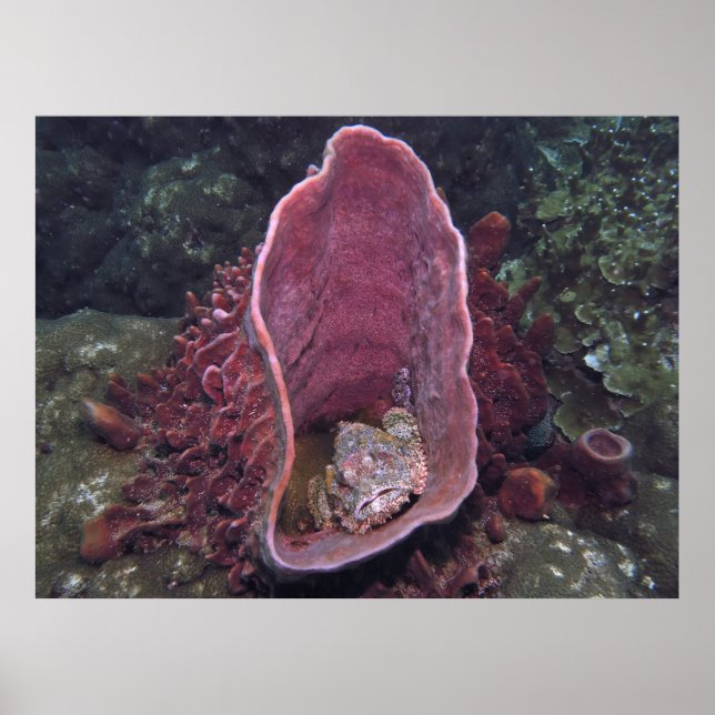 Poster Scorpionfish em uma Esponja (Frente)