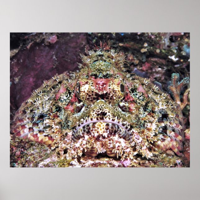 Poster Scorpionfish Fechar (Frente)