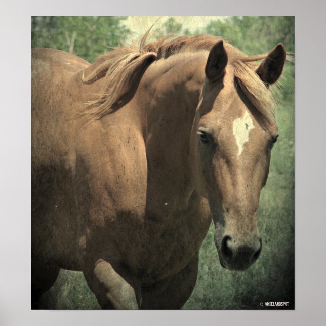 Pôster Scotch (Frente)