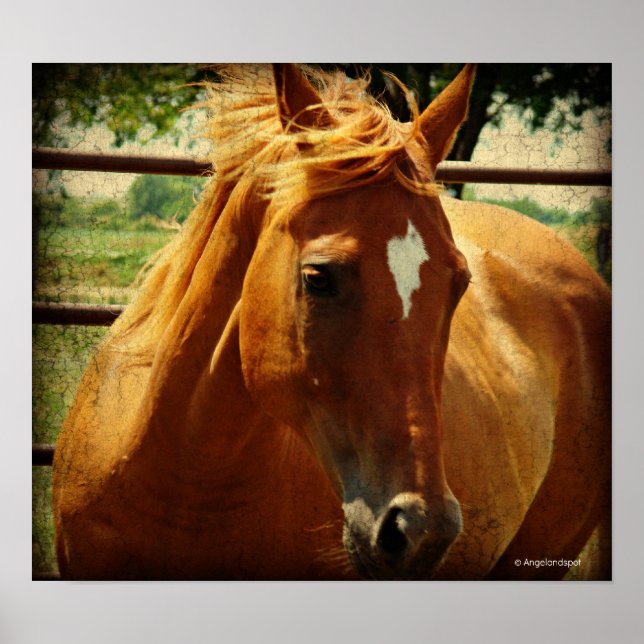 Pôster Scotch (Frente)