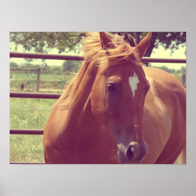 Pôster Scotch de foco suave (Frente)