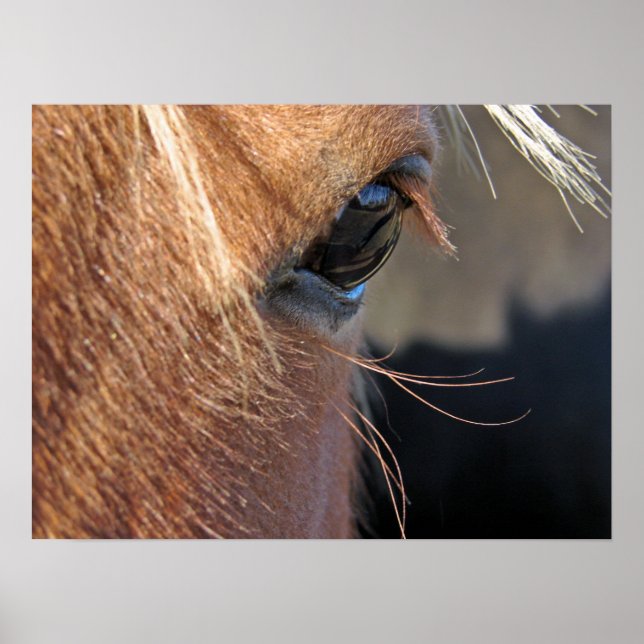 Poster Scotch extreme close (Frente)