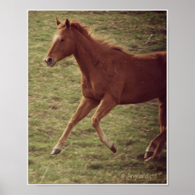 Pôster Scotch in Motion (Frente)