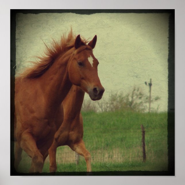 Poster Scotch Trots (Frente)