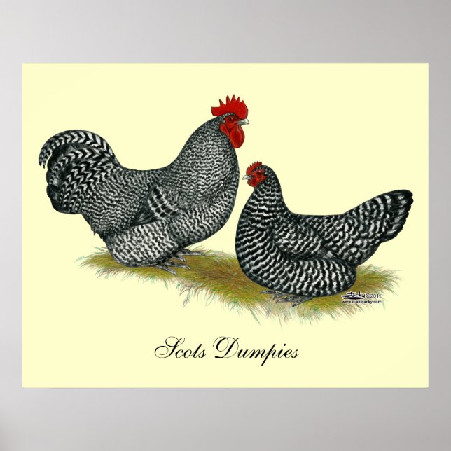Poster Scots Dumpy Chickens (Frente)