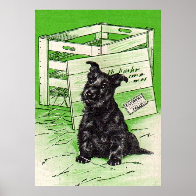Poster Scottie dog por entrega especial (Frente)