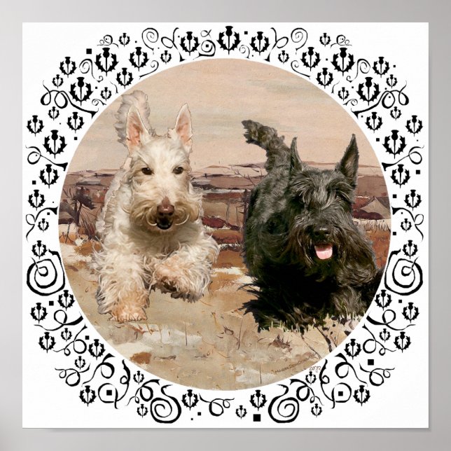 Pôster Scotties Trigo e Preto em Corrida (Frente)