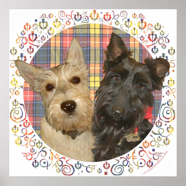 Pôster Scotties Trigo e Preto em Tartan (Frente)