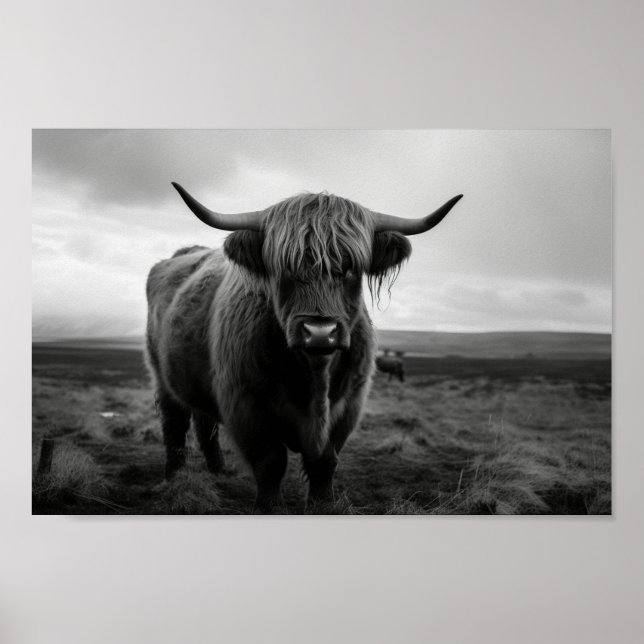 Poster Scottish Highland Cow black and white photograph (Frente)