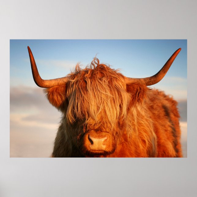 Pôster Scottish Highland Cow in Scotland, Highlander (Frente)