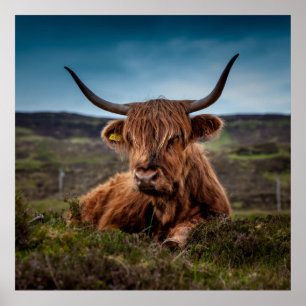 Pôster Scottish Highland Cow Longhorn Bull Rancher