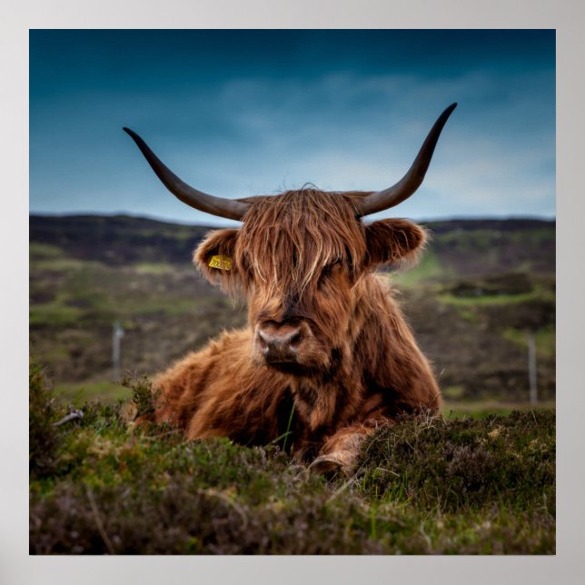 Pôster Scottish Highland Cow Longhorn Bull Rancher (Frente)