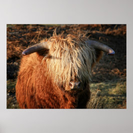 Pôster Scottish Highland Cow na Escócia, Highlander