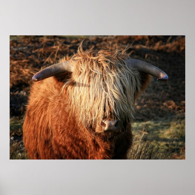 Pôster Scottish Highland Cow na Escócia, Highlander (Frente)