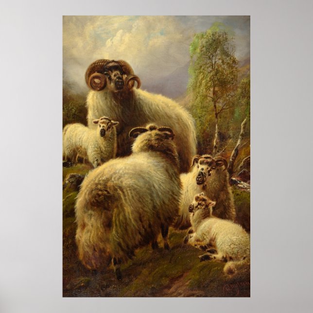 Poster Scottish Highland Sheep (Frente)