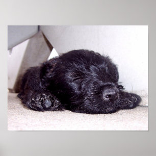 Pôster Scottish Terrier black puppy napping close up