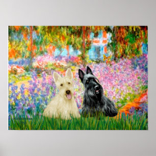 Pôster Scottish Terrier (dois W) - Jardim