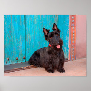 Poster Scottish Terrier que senta-se pela entrada