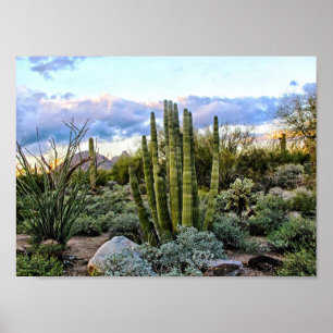 Poster Scottsdale Succulent Sunset
