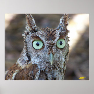 Poster Screech Owl