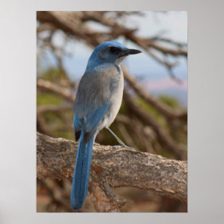 Pôster Scrub Jay