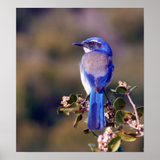 Poster Scrub Jay