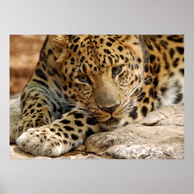 Pôster Se Ao Menos... Eu Pudesse Ser Salva (Frente)