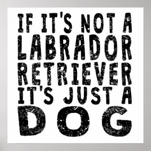 Pôster Se não é labrador retriever