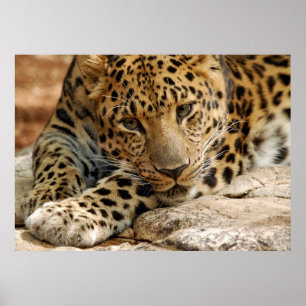 Pôster Se somente… eu poderia ser salvar