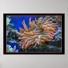 Poster Sea Anemone