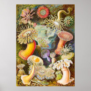 Poster Sea Anemones, 1904 por Haeckel