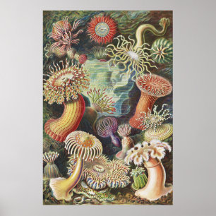 Poster Sea Anemones, Actiniae Seeanemonen Ernst Haeckel