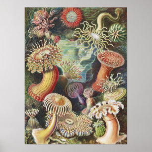 Poster Sea Anemones, Actiniae Seeanemonen Ernst Haeckel