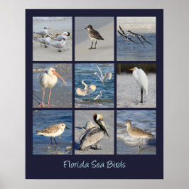 Poster Sea Birds of Florida Photos