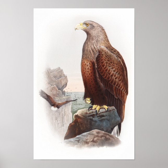 Pôster Sea Eagle John Gould Aves da Natureza Excelente Gr (Frente)