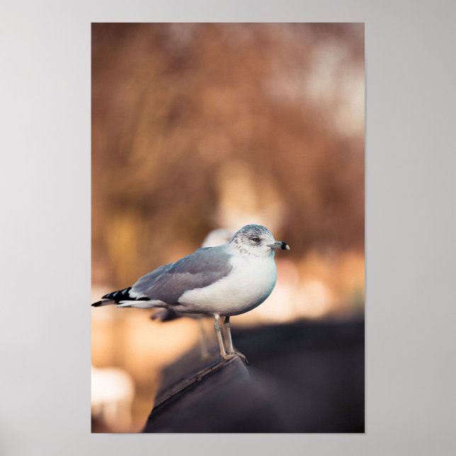 Poster Sea Gull (Frente)