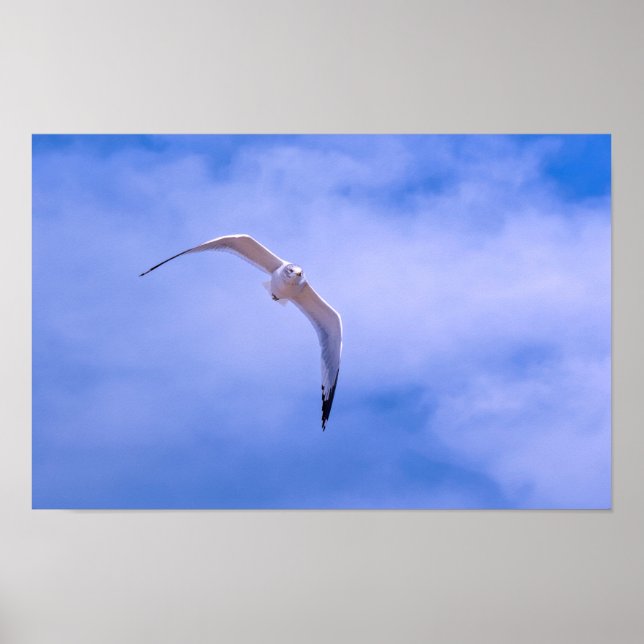 Poster Sea gull in flight (Frente)
