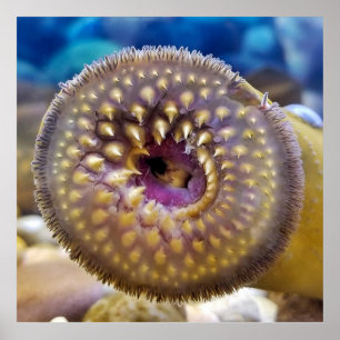 Poster Sea Lamprey Mouth