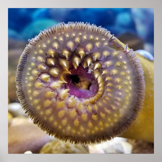 Poster Sea Lamprey Mouth (Frente)