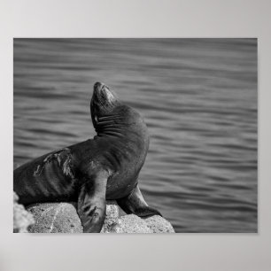 Poster Sea Lion Empoleirado em Rochas - Fotografia da vid