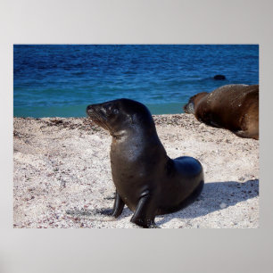 Poster Sea Lion Pup