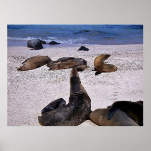 Poster Sea Lion Yogo