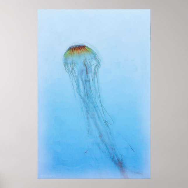 Poster Sea Nettle (Frente)