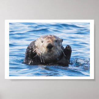 Pôster Sea Otter