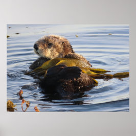 Poster Sea Otter embrulhado em Kelp