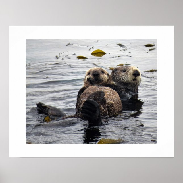 Poster Sea Otter Mom and Pup (Frente)