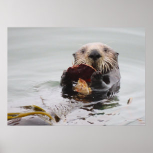 Poster Sea Otters Love Crab for Breakfast