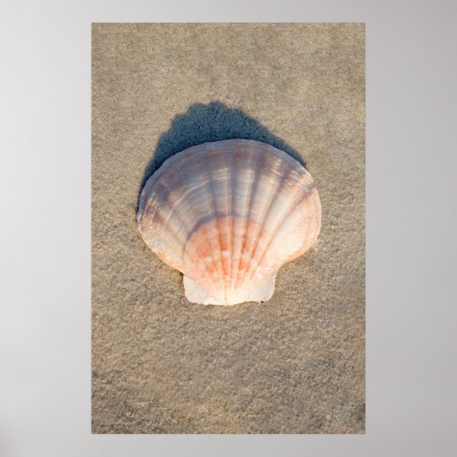 Poster Sea Shell Deitado Na Praia De Sandy (Frente)